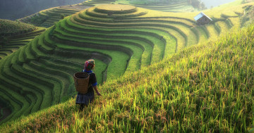 Китай, рисовые плантации, женщина с корзиной, сельскохозяйственные угодья, гора, плантации, природа