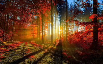 природа, лес, осень, лучи солнца, деревья, красивые обои, nature, forest, autumn, sun, trees, beautiful wallpaper