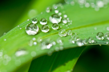 Фото бесплатно дождь, капли на листе, макро, зелень