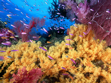 рыбы, кораллы, морское дно, подводный мир, обои HD, подводный пейзаж, fish, coral, sea floor, underwater, HD wallpaper, underwater landscape