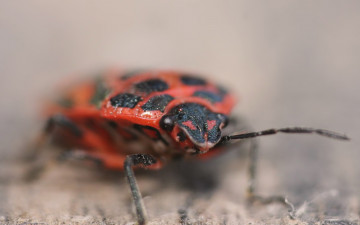 Красный жук, насекомое, макро, серый фон, фото, заставки, Red beetle, insect, macro, gray background, photo, wallpaper