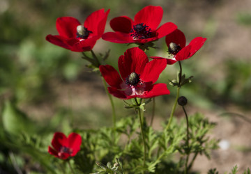 Фото бесплатно цветок, красный, анемоны