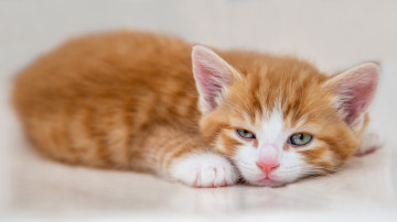 Очаровательный скучающий рыжий котёнок, 3840х2160 4к обои
