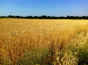 3260х2440, 4К обои, wheat field, nature, summer, cereals, blue sky, horizon, village, пшеничное поле, природа, лето, злаки, голубое небо, горизонт, деревня
