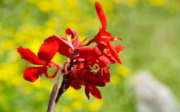 красный цветок, макро, Red flower, macro, HD Full,