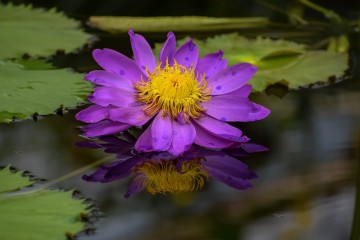 Фото бесплатно водоём, фиолетовый цветок, отражение
