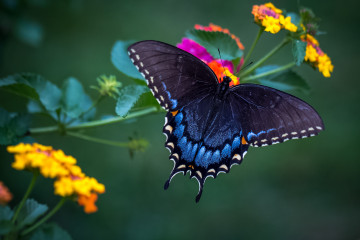 Фото бесплатно насекомые, бабочка, полевые цветы, макро