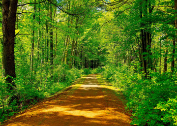 Фото бесплатно лесной путь, лето, деревья
