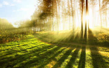 2560х1600 лучи солнца пробрались сквозь деревья в лесу