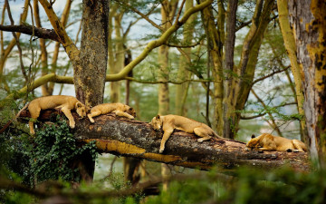 большие дикие кошки лежат на бревне