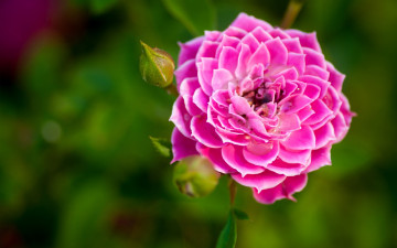 Фото бесплатно макро, цветок, розовый, размытый фон, роза