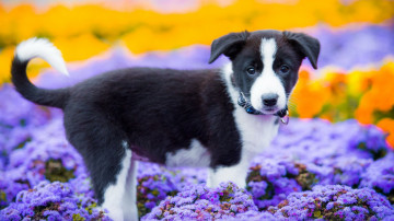щенок, малыш, собака, цветы, домашние животные, puppy, baby, dog, flowers, pets