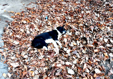 4000х2800, собака отдыхает в листьях