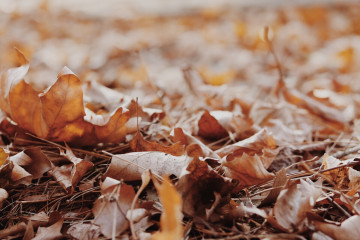 Фото бесплатно осенние листья, земле, размытый фон, осень