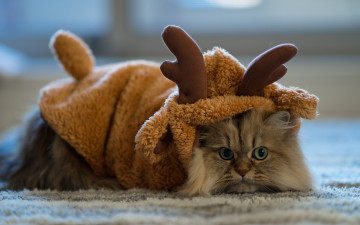 кот с рогами, в одежке, смешные домашние животные, обои, Cat with horns, in clothes, funny pets, wallpaper