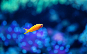 желтая рыбка, минимализм, размытость, синий фон, обои, Yellow fish, minimalism, blur, blue background, wallpaper