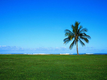 лето, пальма, трава, море, небо, природа, summer, tree, grass, sea, sky, nature