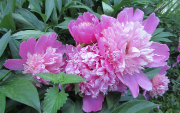 пионы, розовые, цветы, весна, обои для рабочего стола, Peonies, pink, flowers, spring, wallpapers