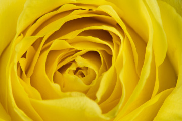 желтая роза, цветок, макро