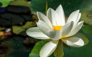 белый лотос, цветок, растение, лепестки, листья, водоем, white lotus, flower, plant, petals, leaves, pond