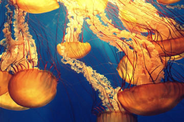медузы, море, глубина, морские обитатели, иллюстрация, изображение