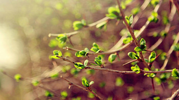 природа, весна, ветки, почки, макро, листья, nature, spring, branches, buds, macro, leaves