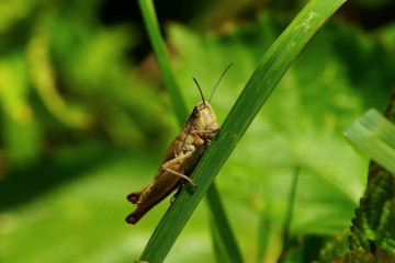 Фото бесплатно саранча на травинке, зелень, макро, насекомое