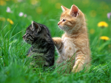 котята в траве, зелень, лето, одуванчики, смешные домашние животные, фото, Kittens in the grass, greens, summer, dandelions, funny pets, photo