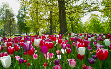 парк с тюльпанами весна цветы