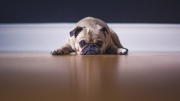 saddest pug dog, грустная собака, мопс, пол, домашние животные