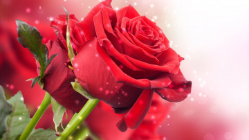 красные розы-цветы на празднике