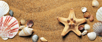 лето, песок, морская звезда, ракушки, море