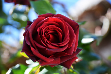 Фото бесплатно красный бутон, красные лепестки, цветы, роза