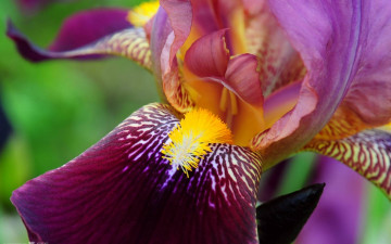 фиолетовый ирис, цветок, макро, яркие обои, Purple iris, flower, macro, bright wallpaper