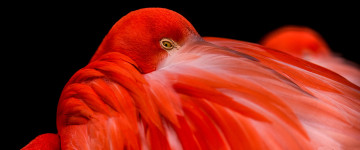 розовый фламинго, спит, яркая птица, 5К, обои 3440х1440