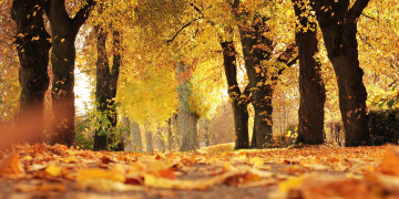 leaves fall off trees, осень, парк, природа