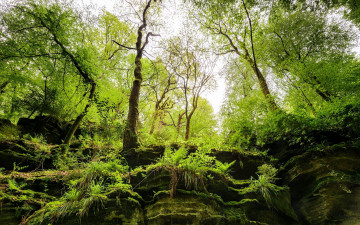 Фото бесплатно зеленые листья, скалы, природа