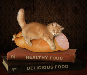 здоровое питание, рыжий кот на колбасе, креативные смешные животные