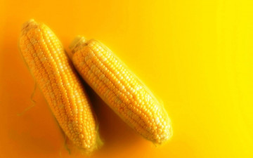 кукуруза, початки, желтый фон, яркие, вкусные обои, Corn, cob, yellow background, bright, delicious wallpaper