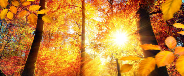 золотая осень, лес, деревья, природа, лучи солнца, 5К, обои 3440х1440