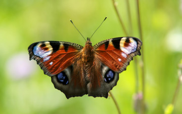 дневная бабочка, павлиний глаз, зеленый фон, макро, насекомое, крылья