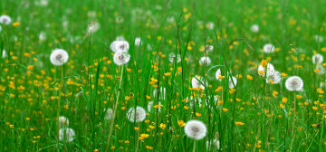 quad hd обои, зелень, трава, одуванчик, полевые цветы, природа, яркие обои для iPhone