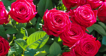 Обои на рабочий стол яркие розовые розы, цветы, розы
