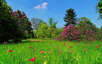 парк, весна, цветущие деревья, цветущие кусты, трава, тюльпаны, цветы, красивая природа, Park, spring, flowering trees, flowering bushes, grass, tulips, flowers, beautiful nature
