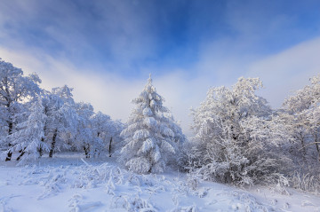 Фото бесплатно снег на деревьях, деревья, снег на елках, зима, мороз, солнечный день