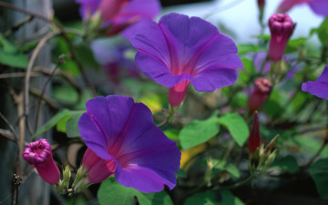 крученый паныч, цветы, фиолетовая ипомея, Twisted young gentleman, flowers