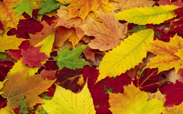 осень, листья желтые, природа, autumn, yellow leaves, nature