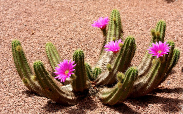 цветущий кактус, растение, цветы, песок, Flowering cactus, plant, flowers, sand