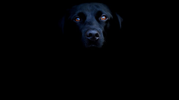 Босерон, Гладкошерстная французская овчарка, черная морда собаки в темноте, домашние животные, Beauceron, Smooth French Shepherd, black dog face in the dark, pets