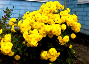 цветы, ярко-жёлтый, жёлтые хризантемы, осень, куст
